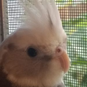 Meet your Posher, Alexa